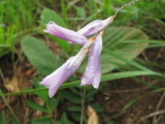Dierama tysonii