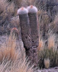 Trichocereus tarijensis