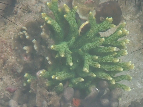 Acropora aspera observed 2022-01-30