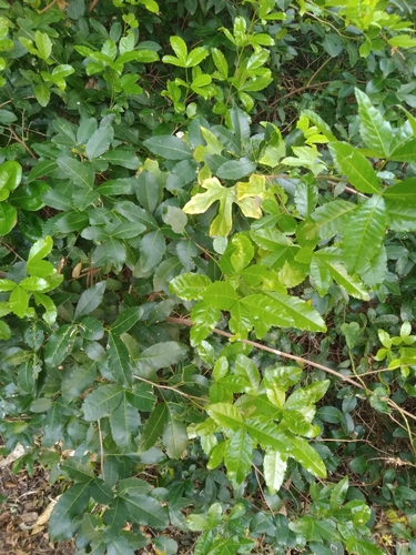 Image of Searsia natalensis by (c) Rosemary Harrison, some rights reserved (CC BY-SA)