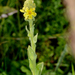 Verbascum thapsus crassifolium - Photo (c) Günther Indra, some rights reserved (CC BY-NC), uploaded by Günther Indra