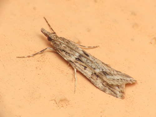 Narrow-winged Grey photo 2