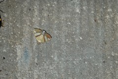 Eulepidotis julianata