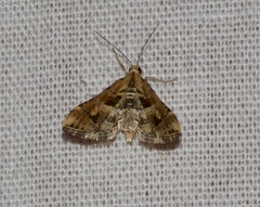 Diasemia accalis