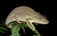 Bradypodion melanocephalum