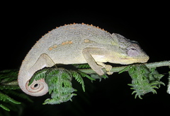 Bradypodion melanocephalum