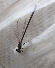 Ischnura aurora aurora