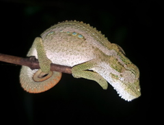 Bradypodion melanocephalum