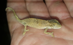 Bradypodion melanocephalum
