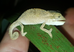 Bradypodion melanocephalum