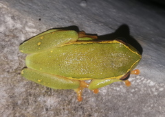 Hyperolius semidiscus