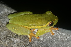 Hyperolius semidiscus