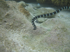 Laticauda schistorhyncha