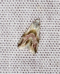 Eublemma roseana