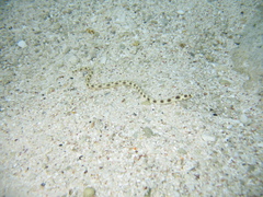 Myrichthys maculosus