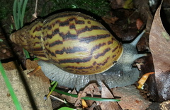 Cochlitoma granulata