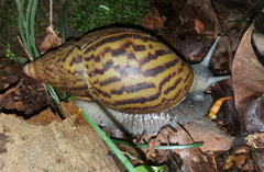 Cochlitoma granulata