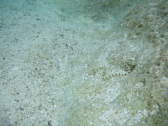 Myrichthys maculosus