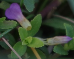Magnoliopsida