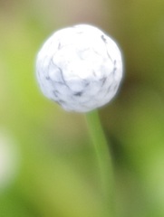 Eriocaulon