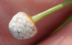 Eriocaulon