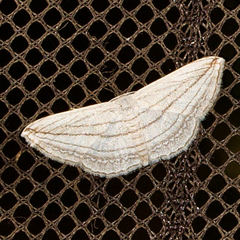 Scopula opicata
