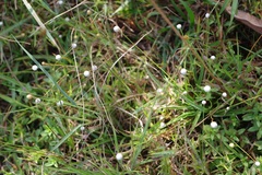 Eriocaulon