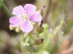 Drosera