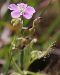 Drosera
