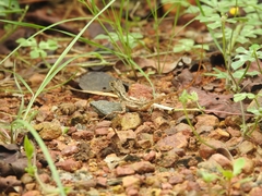 Sitana ponticeriana