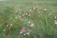 Dierama pauciflorum