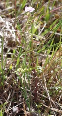 Drosera