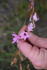 Dierama pauciflorum