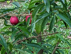 Phaleria macrocarpa