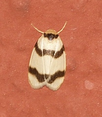 Padenia transversa
