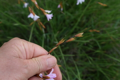 Dierama pauciflorum