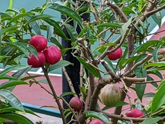 Phaleria macrocarpa