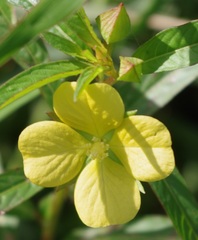 Ludwigia
