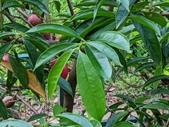 Phaleria macrocarpa