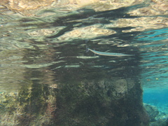 Platybelone argalus