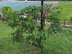 Phaleria macrocarpa