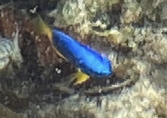 Pomacentrus caeruleus