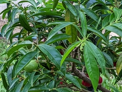 Phaleria macrocarpa
