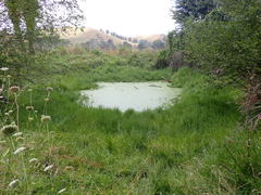 Ischnura aurora aurora