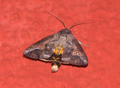 Hypocala deflorata