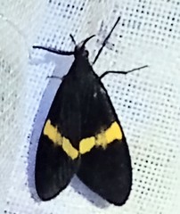Epidesma ursula