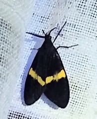 Epidesma ursula