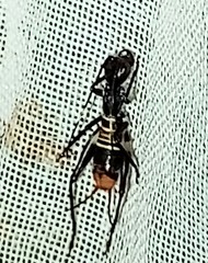 Ectotrypa