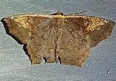 Paragonia cruraria