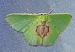 Nemoria astraea